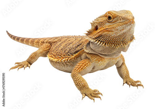 Foto Isolated Bearded Dragon Lizard Resting, Scales Pattern Details and Exotic Animal