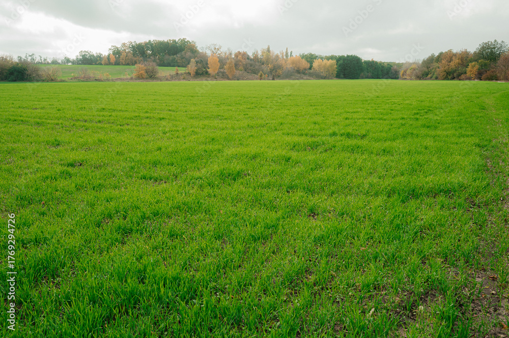 Fototapeta premium Autumn green wheat field shining in the setting sun and hills