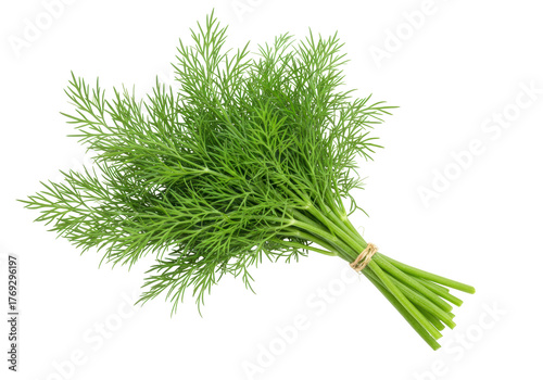 Tableau sur toile Isolated bundle of fresh dill, aromatic greenery for cooking, culinary ingredien