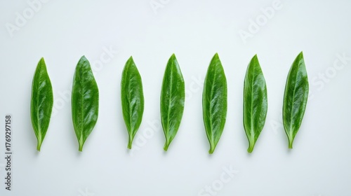Fresh green tea leaves arranged in a neat line on a light surface highlighting their vibrant color and pliable texture