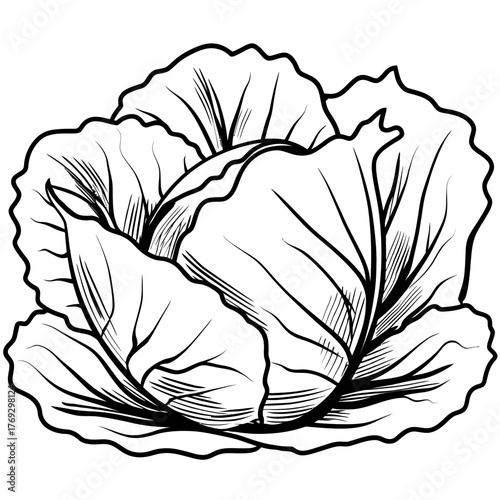 Black and white vector illustration of a cabbage isolated on white
