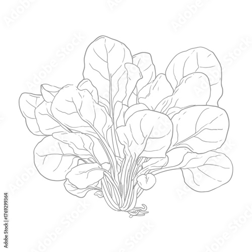 Fresh spinach bunch isolated line art illustration for healthy eating concepts