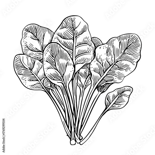 Detailed monochrome illustration of fresh spinach leaves on white background