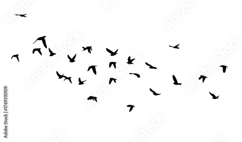 Flying birds silhouette flock. hand drawing. Not AI. Vector illustration.