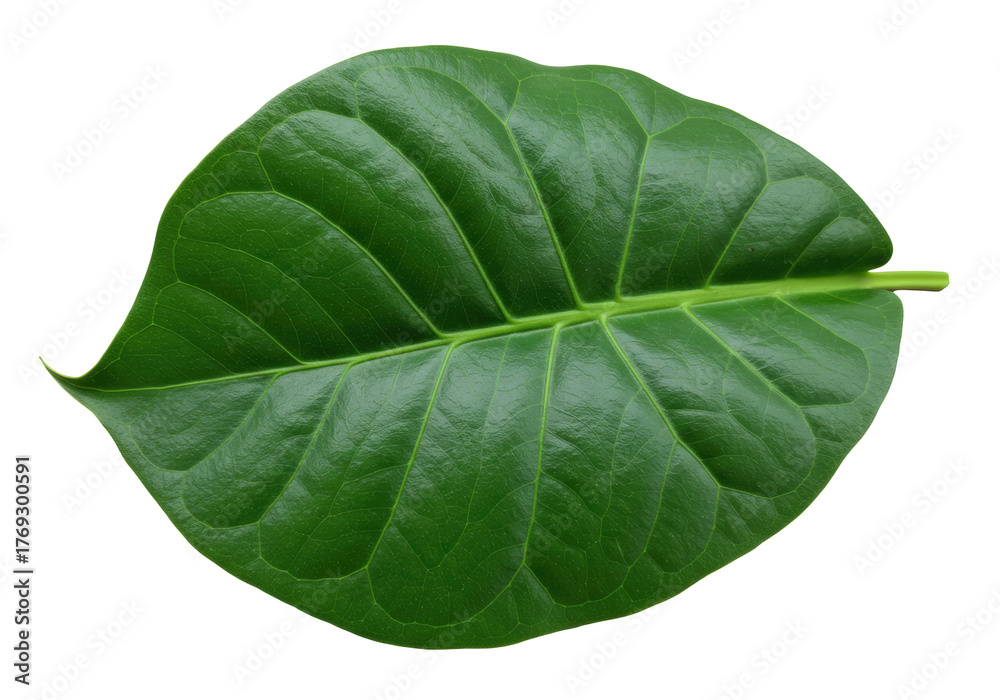 Obraz premium Isolated single coffee leaf for design resources, healthy nature theme, fresh botanical item