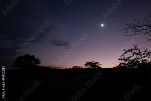 silhouette of trees in the african bush with the moon and stars