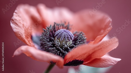 Close-up of vibrant red poppy flower with detailed stamen on soft pink background. Veterans Day, Remembrance Day