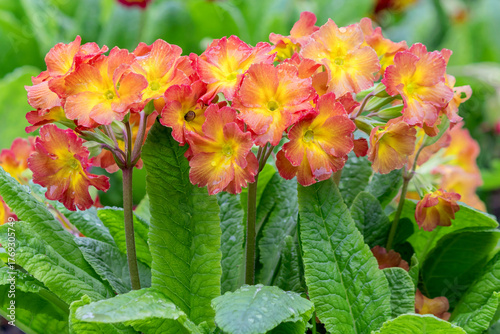 Spring blooming primrose in the garden.
