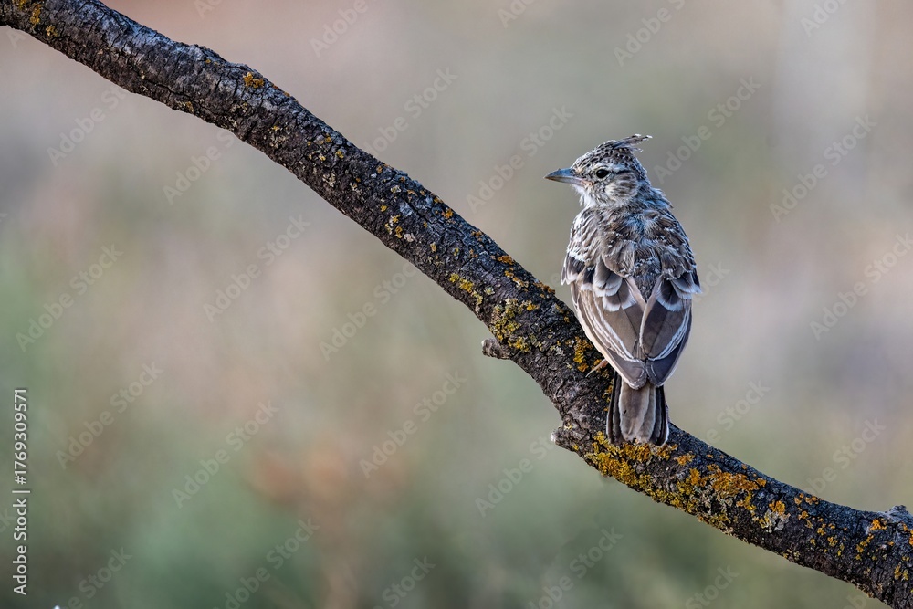 Naklejka premium Thekla's lark perched on a lichen-covered branch