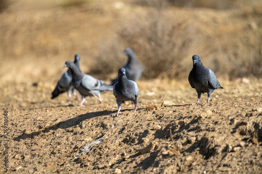 Fototapeta premium Rock doves (Columba livia) walking in group across dry and open terrain