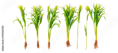 green grass isolated on white