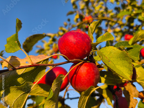 Obraz na płótnie Bright red apples on the branch