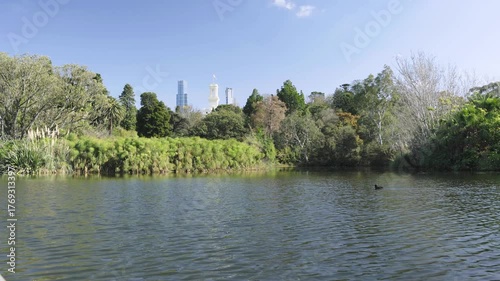 An urban park lake, with a black water bird swimming against the wind and the water ripples. some trees and distant city buildings under blue skies in the background. a 4K video clip.