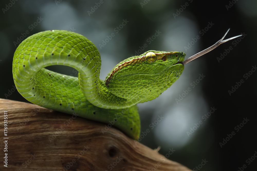 Obraz premium This vibrant green Sabah Pit Viper (Tropidolaemus subannulatus) is coiled on a branch, its striking color contrasting with the wood, 27 October 2025 Indonesia