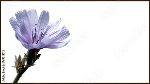 A flower with a purple center and white petals