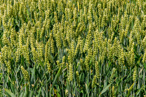 Canvas Print Close-up of a field of wheat in June