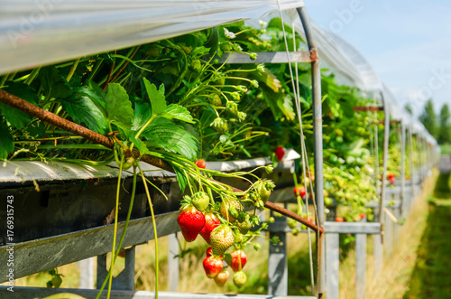 Bild auf Leinwand Elevated and covered construction with growing strawberries in the Netherlands