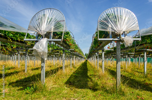 Fototapete Field of strawberries