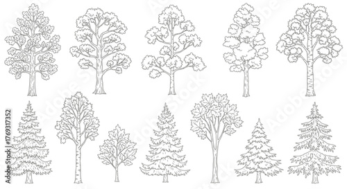 Elegant assortment of hand-drawn arboreal species, revealing nature's detailed design illustrations