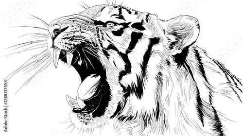 Powerful Roaring Tiger Head Illustration in Black and White Line Art, Aggressive Wild Animal Showing Fangs