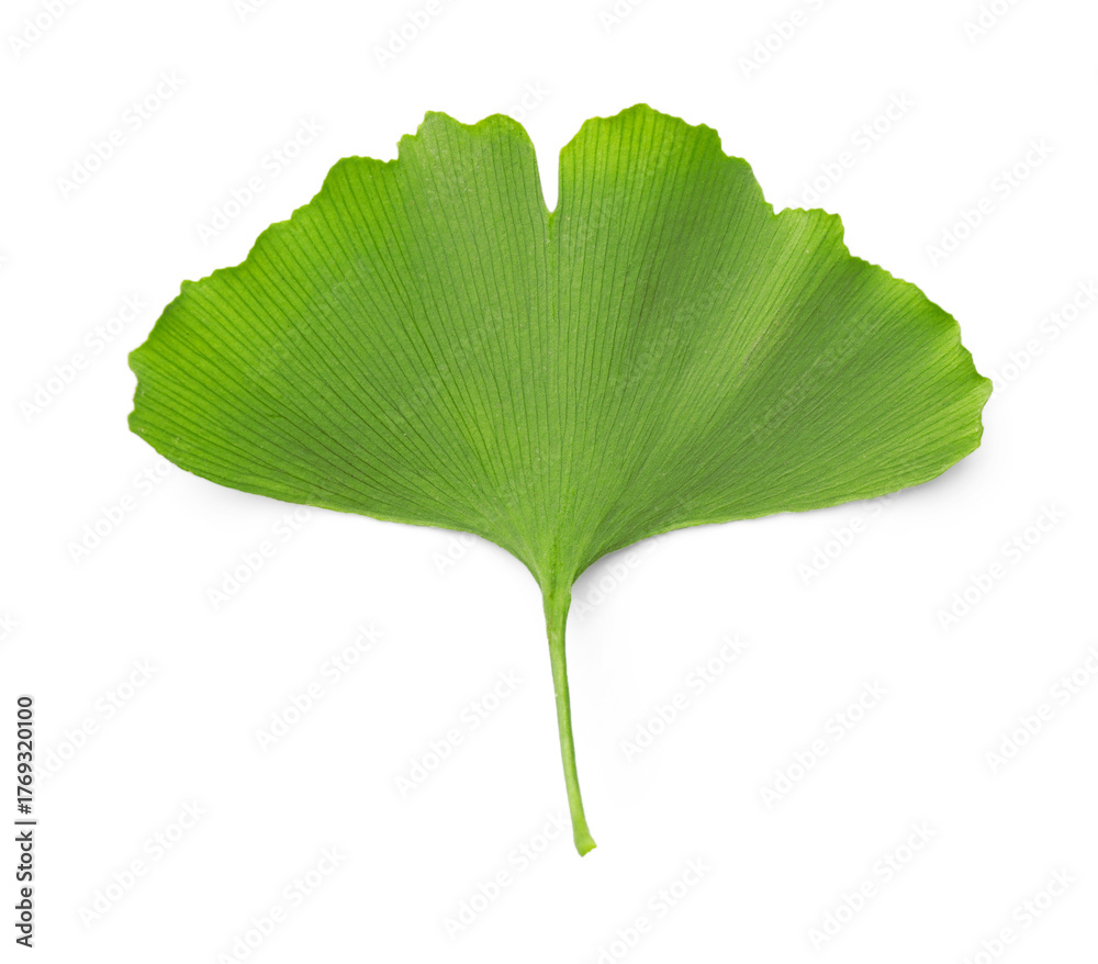 Fototapeta premium One ginkgo biloba leaf isolated on white