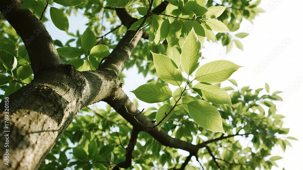 Fototapeta premium Tree branch with green leaves against sky