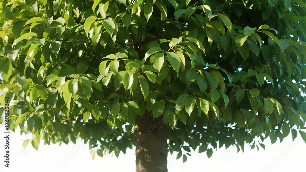 Fototapeta premium Green tree leaves in sunlight