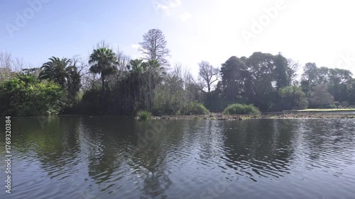 A low angle shot against the light of a small urban lake with some water birds flapping their wings in the water, while some trees and blue skies in the background. a 4K video clip.