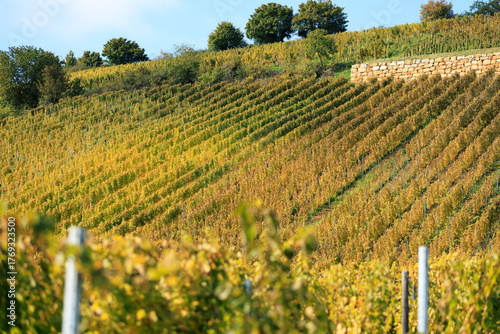 Rows of golden grapes on the slope field, autumn Alsace, France, white wine