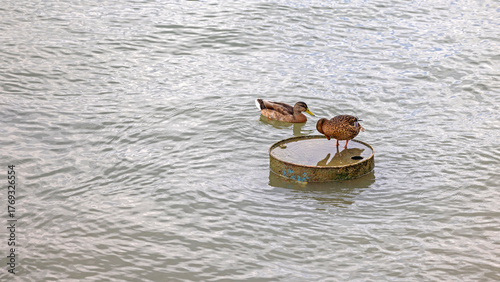 Wild Ducks Mallard Standing at Oil Barrel in Polluted River Water