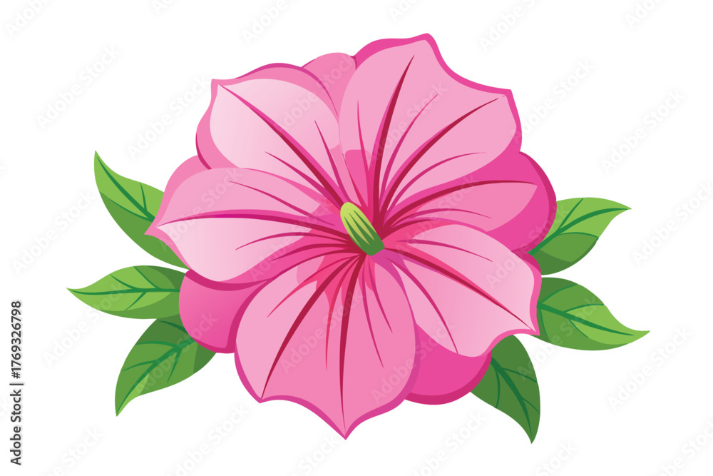 Obraz premium pink seraphina petunia flower vector in white background