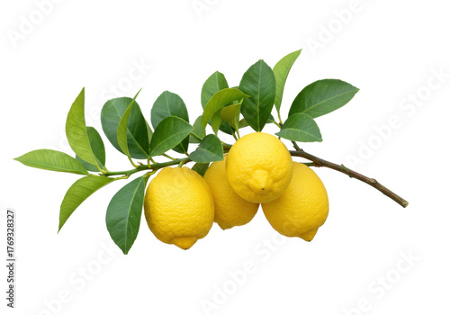 Isolated Yellow Lemons on a Twig with Leaves. Group of Ripe Citrus Fruit for Lemonade