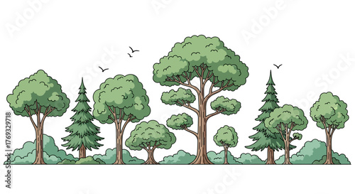 Whimsical forest edge illustration with varied tree species and soaring birds silhouettes