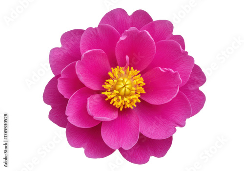 Foto Isolated peony flower head in hot pink, showing the layers of petals and yellow