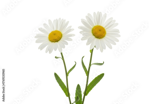 Wallpaper Mural Isolated pair of lovely daisy flowers, delicate white petals, yellow centers, green stems Torontodigital.ca