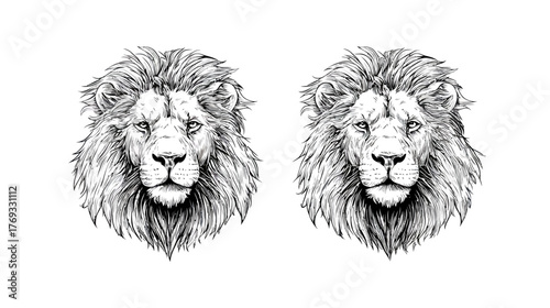 Majestic Hand-Drawn Lion Heads Illustration. Detailed Black and White Sketch of Powerful Wild Big Cat Faces, King of Jungle Vector Art