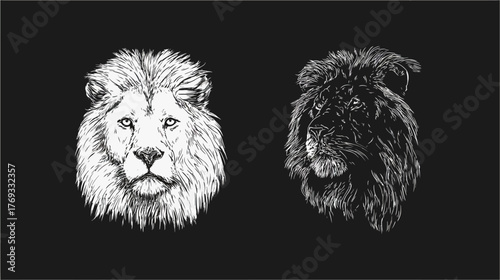 Detailed hand-drawn vector illustration of two majestic lion heads in contrasting black and white styles, representing power and duality.