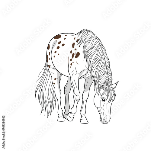 Line drawing of a spotted horse with its head down, grazing on a white background.