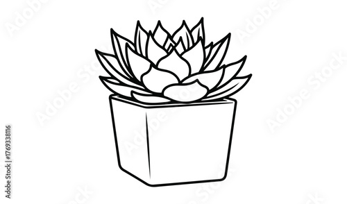 Hand drawn sketch of a succulent plant in a square pot
