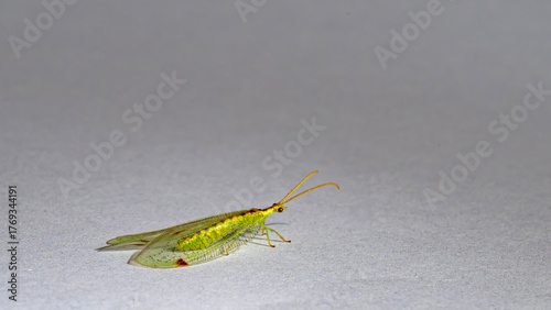 close up of chrysopidae