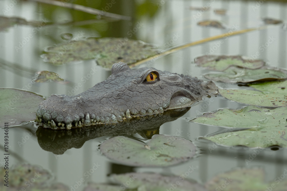 Fototapeta premium krokodil wasser see gefahr