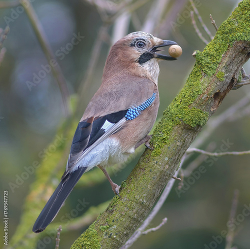 Eichelhäher, Garrulus glandarius, 
