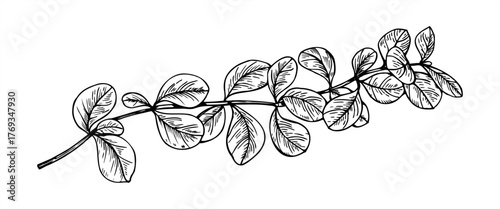 Barberry branch with leaves vector black and white isolated illustration. Wintergreen barberry plant etching drawing. Floral realistic graphic sketch for autumn designs, greeting card, lifestyle decor