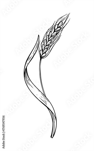 Ripe wheat ears spikelet with leaf monochrome vector isolated illustration painted by black inks. Grains plant etching drawing for agricultural rustic decor, bakery food design, greeting card