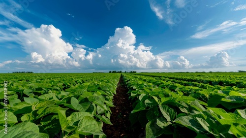 landscape photograph of a seemingly endless field of green soybean plants under a vast, clear blue sky with a few fluffy white clouds