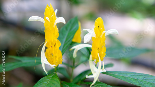Pachystachys lutea (golden shrimp plant, lollipop plant, bunga lilin, kembang lilin, udang emas, Air mancur). This plant has uses for various ailments like fever, colds, and pneumonia.