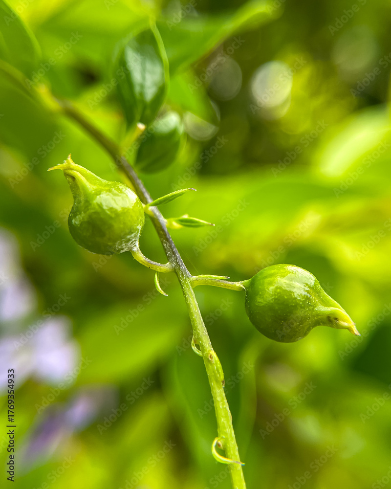Obraz premium A branch of Duranta erecta with green, unripe berries. Macro photography of the evergreen tropical plant in natural light.