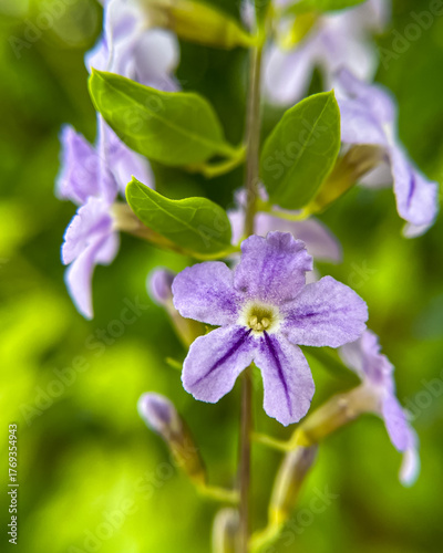 Duranta erecta, also known as golden dewdrop. Macro photo of the purple flower against a green background.