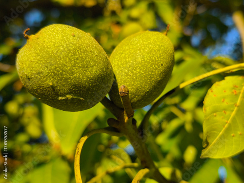 Obraz na płótnie A walnut tree with two large fruit shells
