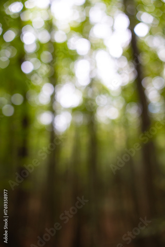 Blurry forest photo. Defocused tall trees in a forest.